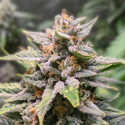 Exploring the World of Cannabis Seeds in Rhode Island