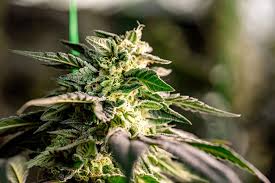 Exploring the World of Cannabis Seeds in Rhode Island